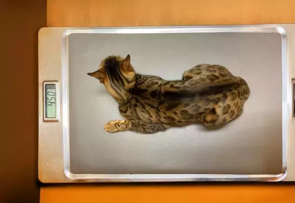 猫の健康を守る『適正カロリー』はどれくらい？ライフステージ別の目安や計算方法を解説