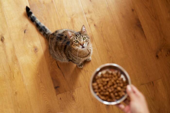 猫の健康を守る『適正カロリー』はどれくらい？ライフステージ別の目安や計算方法を解説