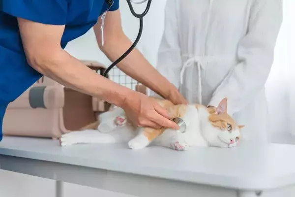 猫を『動物病院』に連れて行くタイミング4つ　定期的に行くべき理由やメリットも解説