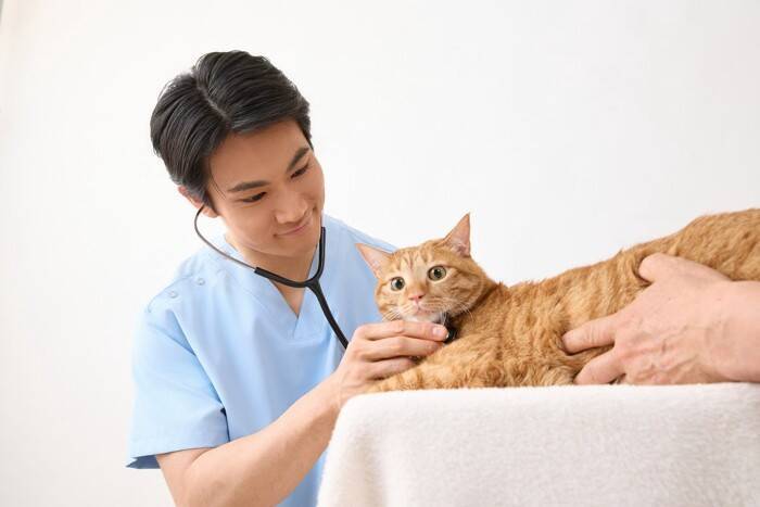 猫を『動物病院』に連れて行くタイミング4つ　定期的に行くべき理由やメリットも解説