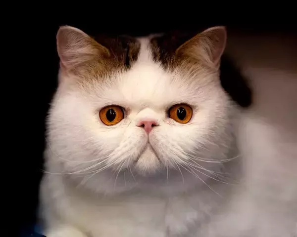 SNSで人気の「純血種」猫には、健康問題や将来の飼育放棄の懸念が…　英国の猫保護団体が警告　