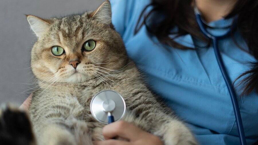 SNSで人気の「純血種」猫には、健康問題や将来の飼育放棄の懸念が…　英国の猫保護団体が警告　