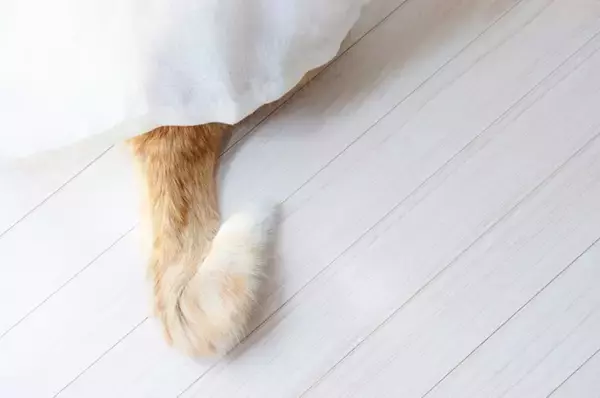 『縁起がいい』とされている猫の特徴5選　幸運を呼ぶと言われる理由や言い伝えをご紹介