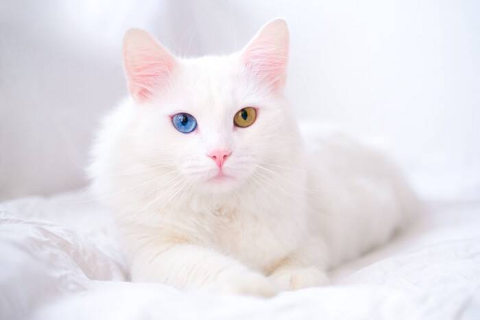 『縁起がいい』とされている猫の特徴5選　幸運を呼ぶと言われる理由や言い伝えをご紹介