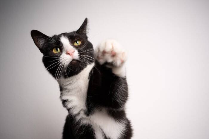 『縁起がいい』とされている猫の特徴5選　幸運を呼ぶと言われる理由や言い伝えをご紹介
