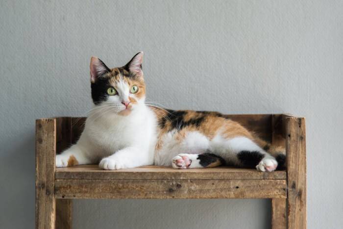 『縁起がいい』とされている猫の特徴5選　幸運を呼ぶと言われる理由や言い伝えをご紹介