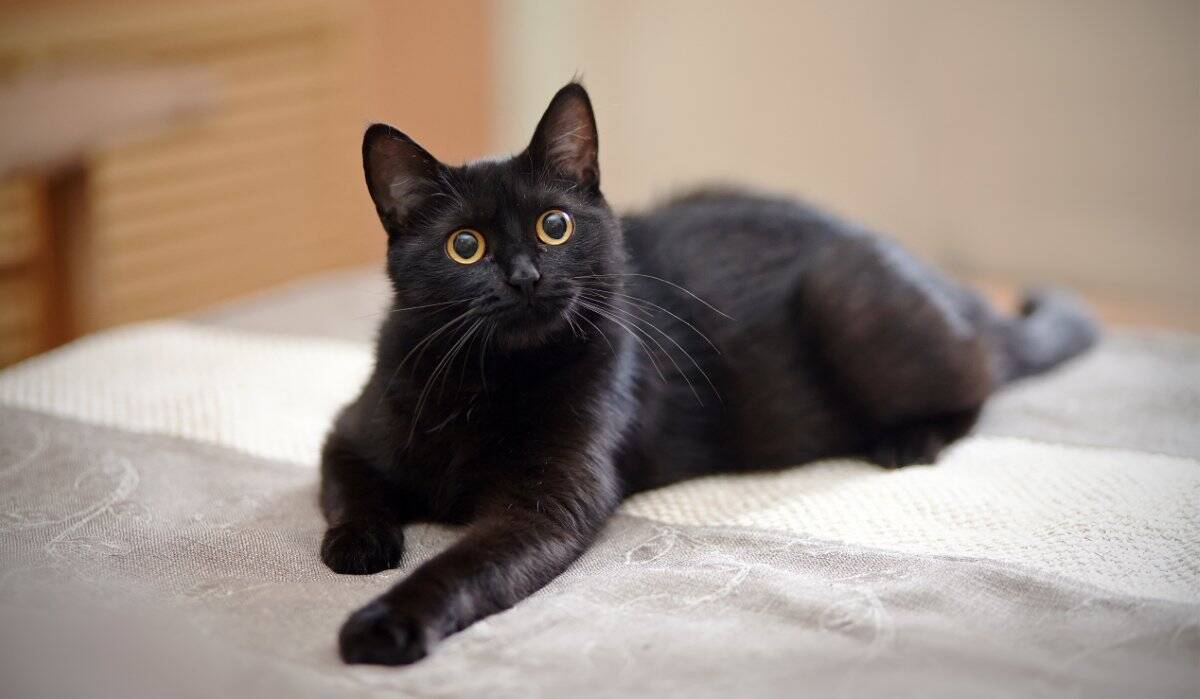 『縁起がいい』とされている猫の特徴5選　幸運を呼ぶと言われる理由や言い伝えをご紹介