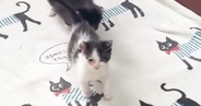 部屋に入ると、『３匹の赤ちゃん猫』が集まってきて…頬が緩む『可愛すぎる光景』に「みんな主が大好きなんだね」「いくらでも襲われたいｗ」
