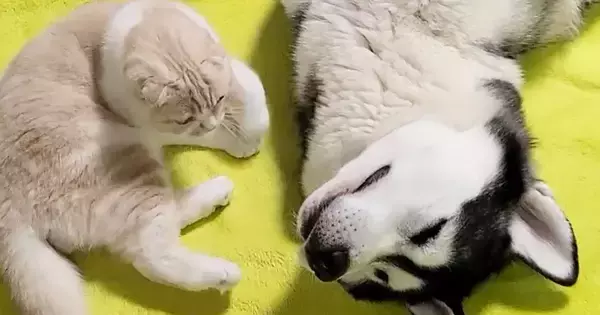 大型犬のそばにやってきた猫→隣に寝転がったと思ったら…とんでもなく尊い『まさかの光景』が22万再生「本当に天使」「ほんと親子みたい」