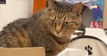 段ボール箱の中で寝ていた猫→飼い主が『寝る準備』を始めると…甘えん坊猫が見せた『愛おしすぎる行動』に「とっても可愛い」「たまらない」