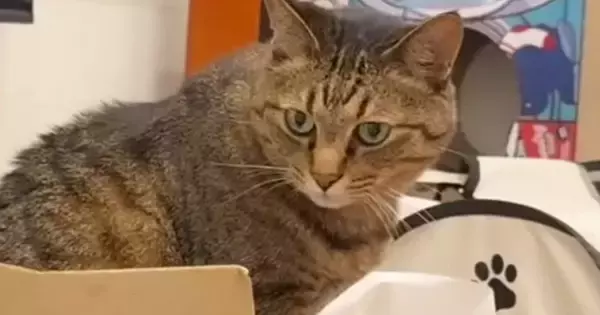 段ボール箱の中で寝ていた猫→飼い主が『寝る準備』を始めると…甘えん坊猫が見せた『愛おしすぎる行動』に「とっても可愛い」「たまらない」