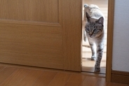 猫に『おいで』を覚えてもらうコツ3選　教えておきたい理由や使えるシーンもご紹介