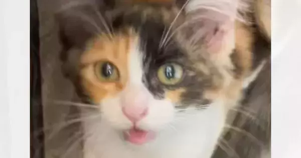 子猫に『おいで、病院』と声をかけると…驚きが隠せない『まさかの反応』が59万再生「猫生2週目かなｗ」「やっぱり三毛は天才」