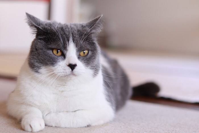 猫の『寝相』が普段と違うときの原因4選　心身に異常がある可能性も？