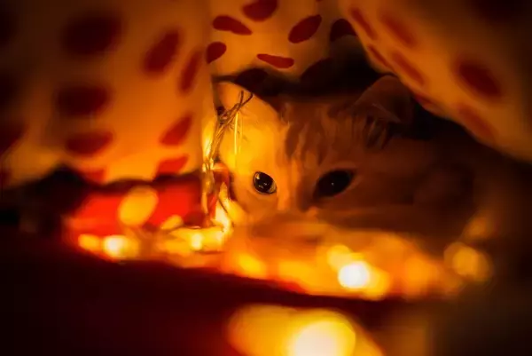 人命救助やセラピー活動…すぐれた能力と英雄的な行為で「青十字メダル」を受けた猫たち　英国