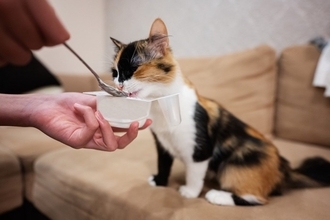 人の健康にいい食材は猫にも安全？OK・NGが分かれる5つの食品を解説