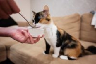 人の健康にいい食材は猫にも安全？OK・NGが分かれる5つの食品を解説