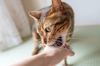 猫の『噛み癖』をやめさせたいときの対処法3つ　噛んでくる理由やしつけ方も解説