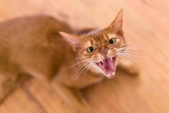 猫が『嫌いな相手』に向けて発する鳴き声3つ　込められている意味や取るべき対応を解説