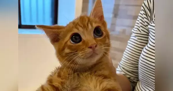 保護した『茶色の子猫』をシャンプーした結果→『色が変化』して…衝撃のビフォーアフターに４万いいね「茶トラ詐欺ｗ」「漂白したのかとｗ」