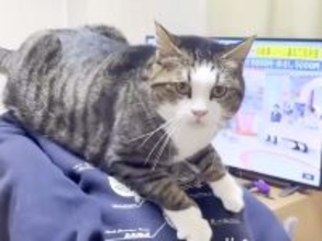 大好きな女の子の背中に乗るネコ→５年前を見てみると…『成長しても変わらない愛情』に反響「グッときた」「お姉ちゃん大きくなったね」の声