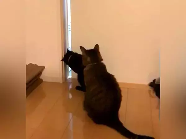 赤ちゃんの存在に気付いた３匹のネコ→部屋に入ろうとして…想像以上に『一生懸命な光景』が話題「めっちゃ気になるよね」「お手々もかわいい」