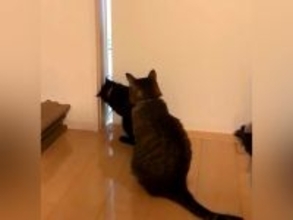 赤ちゃんの存在に気付いた３匹のネコ→部屋に入ろうとして…想像以上に『一生懸命な光景』が話題「めっちゃ気になるよね」「お手々もかわいい」