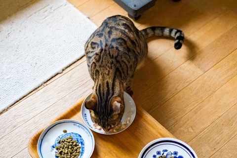 『夏場の猫ご飯』で注意すべきこと4つ　危険なトラブルの可能性や安全を保つためのポイント