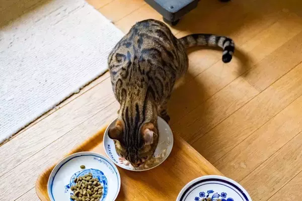 『夏場の猫ご飯』で注意すべきこと4つ　危険なトラブルの可能性や安全を保つためのポイント