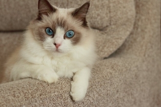 初めてでも飼いやすい『おすすめ猫種』5選　性格や特徴、お迎え前に知りたいポイントも
