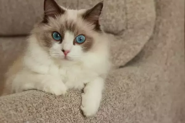 初めてでも飼いやすい『おすすめ猫種』5選　性格や特徴、お迎え前に知りたいポイントも