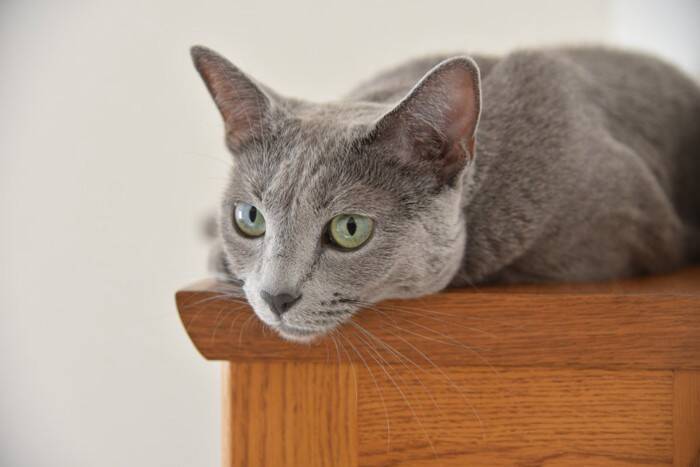 初めてでも飼いやすい『おすすめ猫種』5選　性格や特徴、お迎え前に知りたいポイントも