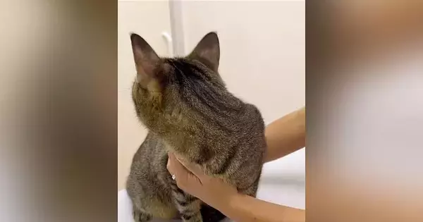 動物病院にやってきた猫→先生が診察室に入ってくると…『可愛すぎる行動』が1093万再生「子どものような怖がり方ｗ」「抱きしめたい」