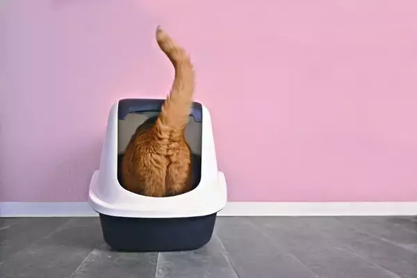 猫の『パンドラ症候群』はどのような病気？主な原因や症状の特徴、予防法まで解説