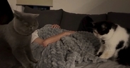 真夜中、ベッドの上にやってきた『2匹の猫』…可愛すぎる行動に癒される人が続出「儀式かｗｗ」「良いなぁ良いなぁ」