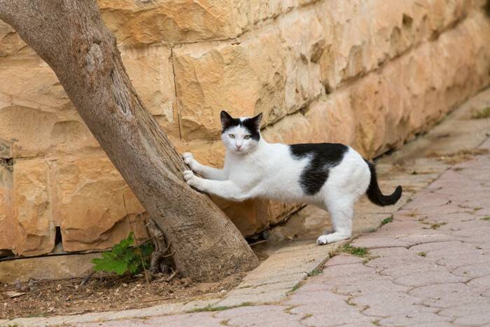 猫に部屋を散らかされない『爪とぎの素材』4つ　カスが出にくい種類や選び方のポイント