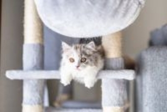 猫に『ストレス』を抱えさせないための工夫5つ　心身の健康を支えるケア方法もご紹介