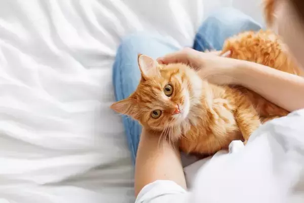 猫が執拗に『抱っこや膝の上をせがむ』ときの対策5選　愛猫の要求に上手に応える方法とは