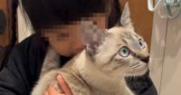 ３歳の女の子が帰ってくると、猫が『全力でお出迎え』して…相思相愛ぶりが素敵すぎると172万再生「好きが溢れてる」「ラブラブだねｗ」