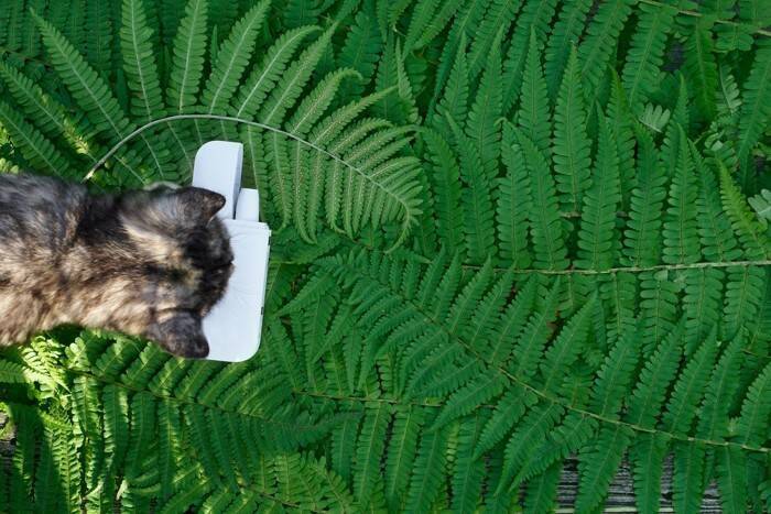 猫の近くで『電子タバコ』を吸ってはいけない理由3つ　愛猫に与えかねない悪影響とは？