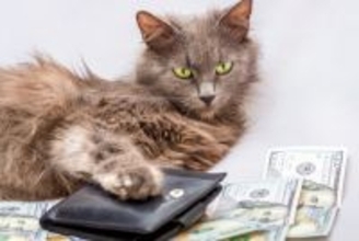 『治療費が高額』になりやすい猫の病気5つ　急な出費に備えるための対策方法も