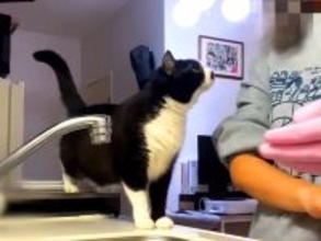 ママのことが大好きでたまらない白黒ネコ→何をしていてもついてきて…想像以上に『愛が重めな光景』が17万再生「なんて甘えん坊ちゃんなの」