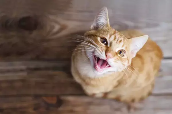 猫の『鳴き方』別にわかる心理4つ　込められている意味や適切な接し方