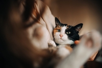猫が『家族のケンカ』に反応する理由3選　仲裁しているの？割って入ろうとする心理とは