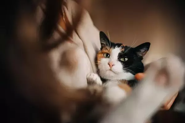 猫が『家族のケンカ』に反応する理由3選　仲裁しているの？割って入ろうとする心理とは