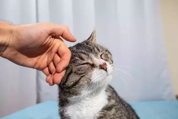 猫が『泣いている飼い主』のそばに寄り添う理由3つ　心配してくれている？やりがちな反応や仕草の意味も