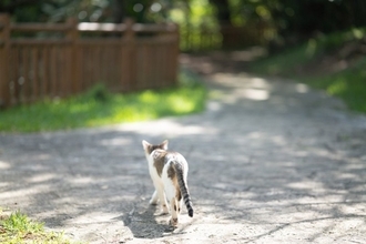 自分の『猫愛の強さ』に気付く瞬間4つ　猫好きなら共感できる、あるある現象とは？