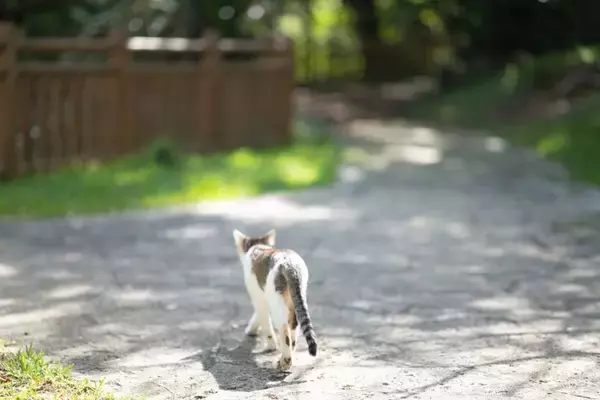 自分の『猫愛の強さ』に気付く瞬間4つ　猫好きなら共感できる、あるある現象とは？