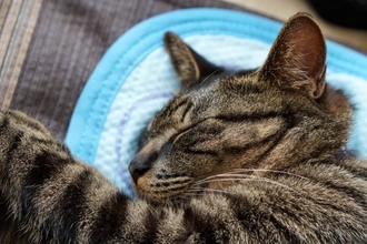 猫が『脱水症状』になっているときのサイン4つ　応急処置の方法や心がけるべき予防法も解説