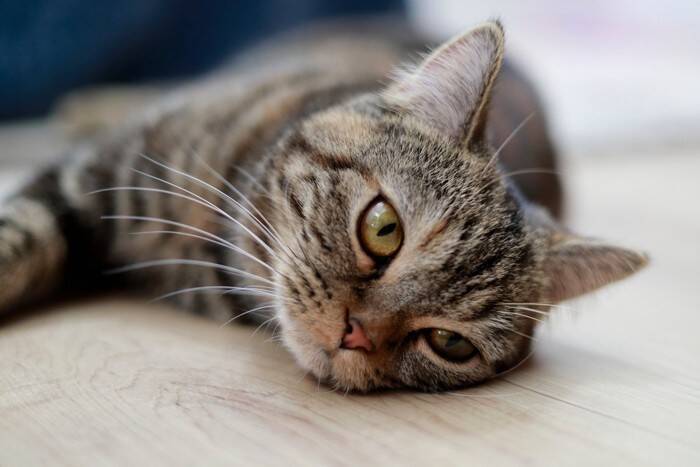 猫が『脱水症状』になっているときのサイン4つ　応急処置の方法や心がけるべき予防法も解説